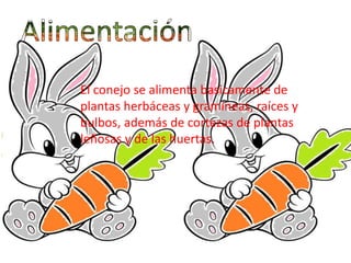 El conejo se alimenta basicamente de
plantas herbáceas y gramíneas, raíces y
bulbos, además de cortezas de plantas
leñosas...