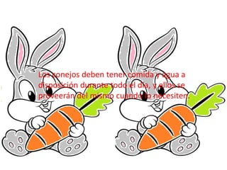 Los conejos deben tener comida y agua a
disposición durante todo el día, y ellos se
proveerán del mismo cuando lo necesite...