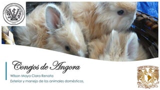 1
Conejos de Angora
Wilson Maya Clara Renata
Exterior y manejo de los animales domésticos.
 