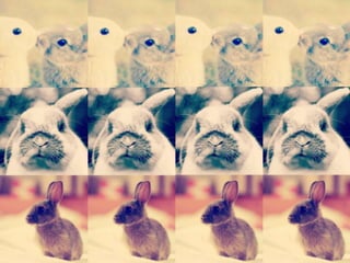 Conejos solo imagenes