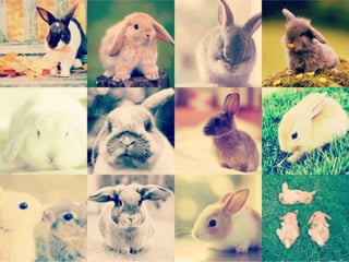 Conejos solo imagenes