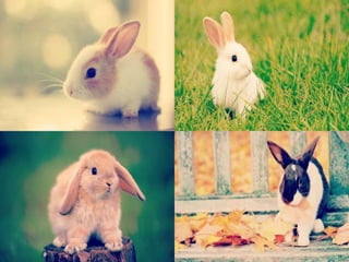 Conejos solo imagenes