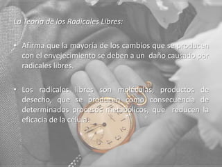 La Teoría de los Radicales Libres:

• Afirma que la mayoría de los cambios que se producen
con el envejecimiento se deben a un daño causado por
radicales libres.
• Los radicales libres son moléculas, productos de
desecho, que se producen como consecuencia de
determinados procesos metabólicos, que reducen la
eficacia de la célula.

 