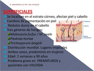 SUPERFICIALES
Se localizan en el estrato córneo, afectan piel y cabello
Cambios de pigmentación en piel 
Nódulos duros en el cabello
Tres géneros de hongos:
Malassezia furfur / M. ovale
Piedraia hortae
Trichosporum beigelii
Distribución mundial. Lugares tropicales
Ambos sexos, predominio en mujeres
Edad: 2 semanas a 90 años
Problema grave en  PREMATUROS y 
pacientes con VIH/SIDA

 
