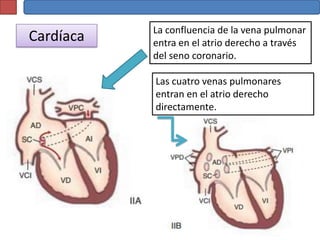 La confluencia de la vena pulmonar
Cardíaca   entra en el atrio derecho a través
           del seno coronario.

           Las cuatro venas pulmonares
           entran en el atrio derecho
           directamente.
 