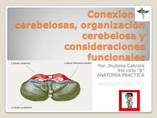 Conexiones cerebelosas, organización cerebelosa y consideraciones funcionales Por. Jhuliana Cabrera 4to ciclo “B” ANATOMIA PRACTICA 