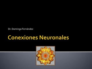 Conexiones Neuronales Dr. Domingo Fernández 