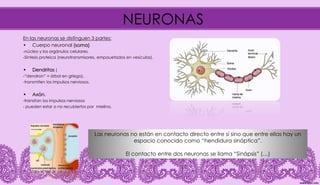 NEURONAS
En las neuronas se distinguen 3 partes:
• Cuerpo neuronal (soma)
-núcleo y los orgánulos celulares.
-Síntesis proteica (neurotransmisores, empauetados en vesículas).
• Dendritas (
-“dendron” = árbol en griego),
-transmiten los impulsos nerviosos.
• Axón,
-transitan los impulsos nerviosos
- pueden estar o no recubiertos por mielina.
Las neuronas no están en contacto directo entre sí sino que entre ellas hay un
espacio conocido como “hendidura sináptica”.
El contacto entre dos neuronas se llama “Sinápsis” (…)
 