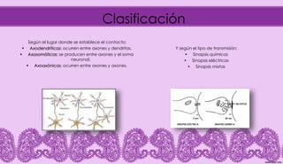 Conexiones sinápticas | PPT