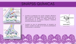 SINÁPSIS QUÍMICAS
• Cuando el potencial de acción (impulso eléctrico)
llega al botón sináptico se abren canales de calcio y
éste entra en la célula, el calcio introducirá al
neurotransmisor en el espacio sináptico mediante
exocitosis (secreción celular).
• Cuando se une el neurotransmisor al receptor se
abrirán canales de sodio en la neurona postsináptica
continuando su excitación.
 