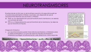 NEUROTRANSMISORES
El potencial de acción que va de la primera neurona a la segunda puede ser
un potencial postsináptico inhibido o excitado, esto depende de que el
neurotransmisor liberado sea excitador o inhibidor.
 PPSE: es una despolarización parcial transitoria de la membrana y es debida
a la entrada de sodio
 PPSI: es un hiperpolarización parcial transitoria de la membrana. Se aleja de
que se transmita el impulso.
Integración Sináptica
 Los neurotransmisores pueden tener efectos excitadores o inhibidores sobre
la célula postsináptica. La suma de todos los impulsos excitadores e
inhibidores que llegan simultáneamente a ella determinan si ésta responde.
Despolarizaciones + hiperpolarizaciones = punto crítico de disparo
 