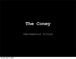 The Coney

                       (Epinephalus fulvus)




Sunday, May 31, 2009
 