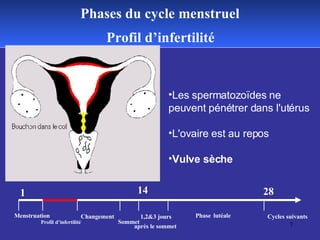 Phases du cycle menstruel Menstruation Profil   d’infertilité Changement Sommet 1,2&3 jours  après le sommet   Phase   lut...