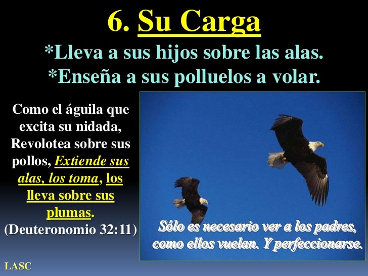 Como El Aguila Enseña A Volar A Sus Polluelos