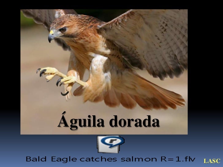 Como El Aguila Enseña A Volar A Sus Polluelos