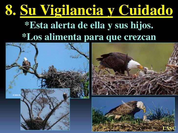 Como El Aguila Enseña A Volar A Sus Polluelos