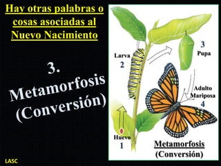 Hay otras palabras o
 cosas asociadas al
 Nuevo Nacimiento
                                          3
                       Larva             Pupa
                        2

                                        Adulto
                                       Mariposa
                                          4


                       Huevo
                        1      Metamorfosis
                               (Conversión)
LASC
 