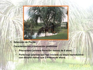 1. Selección de Planta
Caracterización y evaluación preliminar
• Precocidad (primera floración menos de 8 años)
• Porte ba...