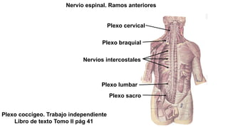 Plexos System Comprehensive Morphology of Nervous, Endocrine, and Reproductive ...