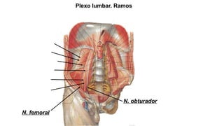 Plexos System Comprehensive Morphology of Nervous, Endocrine, and Reproductive ...