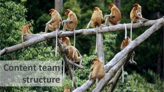 Content team
structure
 