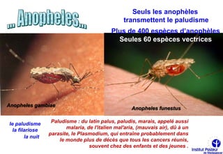 Seuls les anophèles
                                                 transmettent le paludisme
                                            Plus de 400 espèces d’anophèles
                                              Seules 60 espèces vectrices




Anopheles gambiae
                                                     Anopheles funestus


le paludisme      Paludisme : du latin palus, paludis, marais, appelé aussi
 la filariose           malaria, de l'italien mal'aria, (mauvais air), dû à un
                 parasite, le Plasmodium, qui entraîne probablement dans
       la nuit
                     le monde plus de décès que tous les cancers réunis,
                                  souvent chez des enfants et des jeunes .
 