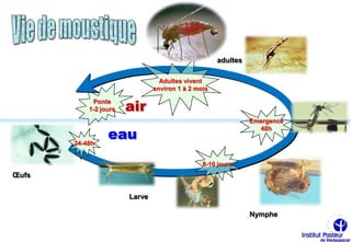 adultes

                                 Adultes vivent
                               environ 1 à 2 mois


                       air
            Ponte
           1-2 jours
                                                              Emergence

                 eau
                                                                48h       Cx

       24-48h


                                               8-10 jours
Œufs


                       Larve

                                                              Nymphe
 