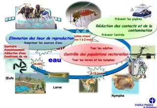 Prévenir les piqûres
          Education à la santé
              La COMM                                          Réduction des contacts et de la
                                                                adultes
                                                                                 contamination
                                            Adultes vivent        Prévenir l’entrée
   Elimination des lieux de reproduction  environ 1 à 2 mois
              Supprimer les sources d’eau
Sanitaire
                                   air
                          Ponte
                                                          Tuer les adultes
Assainissement           1-2 jours
Adduction d’eau                          Contrôle des populations vectorielles
                                                                    Emergence
Conditions de vie
                              eau
                                                                                 48h       Cx
                                               Tuer les larves et les nymphes
                    24-48h


                                                            8-10 jours
 Œufs

                                 Larve

                                                                          Nymphe
 