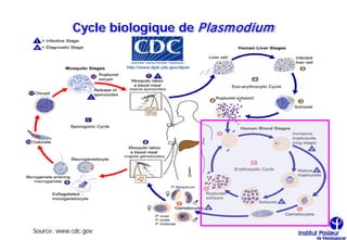 Cycle biologique de P lasm odium




Source: www.cdc.gov
 