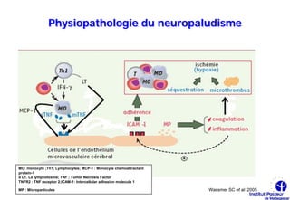 Physiopathologie du neuropaludisme




MO: monocyte ;Th1; Lymphocytes; MCP-1 : Monocyte chemoattractant
protein-1
α LT. La lymphotoxine; TNF ; Tumor Necrosis Factor
TNFR2 : TNF receptor 2;ICAM-1: Intercellular adhesion molecule 1

MP : Microparticules                                               Wassmer SC et al. 2005
 