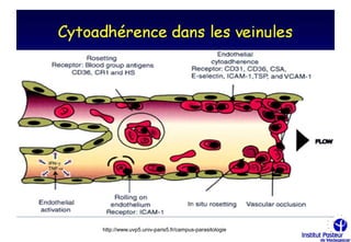 http://www.uvp5.univ-paris5.fr/campus-parasitologie
 