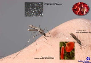 Sporozoites P. berghei
                © F. Frischknecht, R. Menard




                                               Anopheles dirus
                                               www.tm.nagasaki-u.ac.jp




          Plasmodium falciparum
© Dennis Kunkel Microscopy, Inc.
 