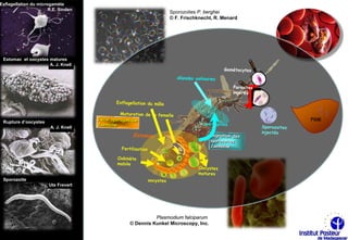 Exflagellation du microgamète
                       R.E. Sinden
                                                     Sporozoites P. berghei
                                                     © F. Frischknecht, R. Menard




 Estomac et oocystes matures
                     A. J. Knell




 Rupture d’oocystes
                       A. J. Knell




 Sporozoite
                       Ute Frevert




                                               Plasmodium falciparum
                                     © Dennis Kunkel Microscopy, Inc.
 