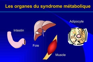 Les organes du syndrome métabolique Intestin Foie Muscle Adipocyte 