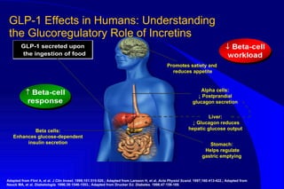 GLP-1 Effects in Humans: Understanding  the Glucoregulatory Role of Incretins Promotes satiety and  reduces appetite Beta cells: Enhances glucose-dependent insulin secretion Adapted from Flint A, et al.  J Clin Invest . 1998;101:515-520.; Adapted from Larsson H, et al.  Acta Physiol Scand . 1997;160:413-422.; Adapted from Nauck MA, et al.  Diabetologia . 1996;39:1546-1553.; Adapted from Drucker DJ.  Diabetes.   1998;47:159-169. Liver:  ↓ Glucagon reduces hepatic glucose output Alpha cells: ↓  Postprandial glucagon secretion Stomach:  Helps regulate gastric emptying 