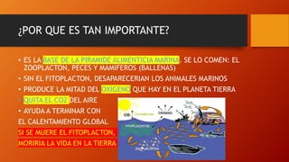 ¿POR QUE ES TAN IMPORTANTE?
• ES LA BASE DE LA PIRAMIDE ALIMENTICIA MARINA. SE LO COMEN: EL
ZOOPLACTON, PECES Y MAMIFEROS (BALLENAS)
• SIN EL FITOPLACTON, DESAPARECERIAN LOS ANIMALES MARINOS
• PRODUCE LA MITAD DEL OXIGENO QUE HAY EN EL PLANETA TIERRA
• QUITA EL CO2 DEL AIRE
• AYUDA A TERMINAR CON
EL CALENTAMIENTO GLOBAL
SI SE MUERE EL FITOPLACTON,
MORIRIA LA VIDA EN LA TIERRA
 