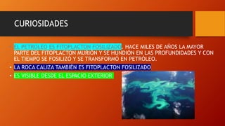 CURIOSIDADES
• EL PETROLEO ES FITOPLACTON FOSILIZADO. HACE MILES DE AÑOS LA MAYOR
PARTE DEL FITOPLACTON MURIÓN Y SE HUNDIÓN EN LAS PROFUNDIDADES Y CON
EL TIEMPO SE FOSILIZÓ Y SE TRANSFORMÓ EN PETRÓLEO.
• LA ROCA CALIZA TAMBIÉN ES FITOPLACTON FOSILIZADO
• ES VISIBLE DESDE EL ESPACIO EXTERIOR
 
