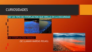 CURIOSIDADES
• HAY UN TIPO DE FITOPLACTON QUE BRILLA EN LA OSCURIDAD
• HAY FITOPLACTON TOXICO
(SE LLAMAN MAREAS ROJAS)
 