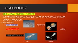 EL ZOOPLACTON
• ZOO= ANIMAL, PLACTON= FLOTANTE
• SON ANIMALES MICROSCÓPICOS QUE FLOTAN EN AGUA DULCE O SALADA
• COMEN FITOPLACTON
• PUEDEN SER:
• REINO PROTISTA PROTOZOO
• PEQUEÑAS LARVAS LARVAS
• GUSANOS Y CRUSTACEOS
• KRILL ARTEMIA
 