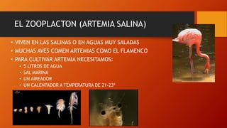 EL ZOOPLACTON (ARTEMIA SALINA)
• VIVEN EN LAS SALINAS O EN AGUAS MUY SALADAS
• MUCHAS AVES COMEN ARTEMIAS COMO EL FLAMENCO
• PARA CULTIVAR ARTEMIA NECESITAMOS:
• 5 LITROS DE AGUA
• SAL MARINA
• UN AIREADOR
• UN CALENTADOR A TEMPERATURA DE 21-23º
 