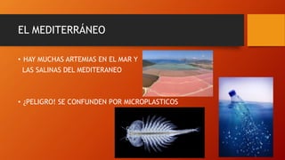 EL MEDITERRÁNEO
• HAY MUCHAS ARTEMIAS EN EL MAR Y
LAS SALINAS DEL MEDITERANEO
• ¿PELIGRO! SE CONFUNDEN POR MICROPLASTICOS
 