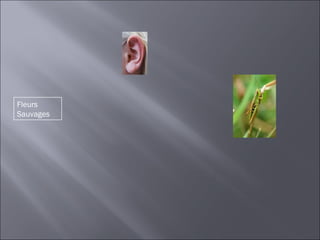 Fleurs
Sauvages
 