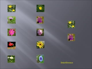Interférence
 