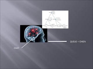 QUEUE < CHIEN

CHAT
 