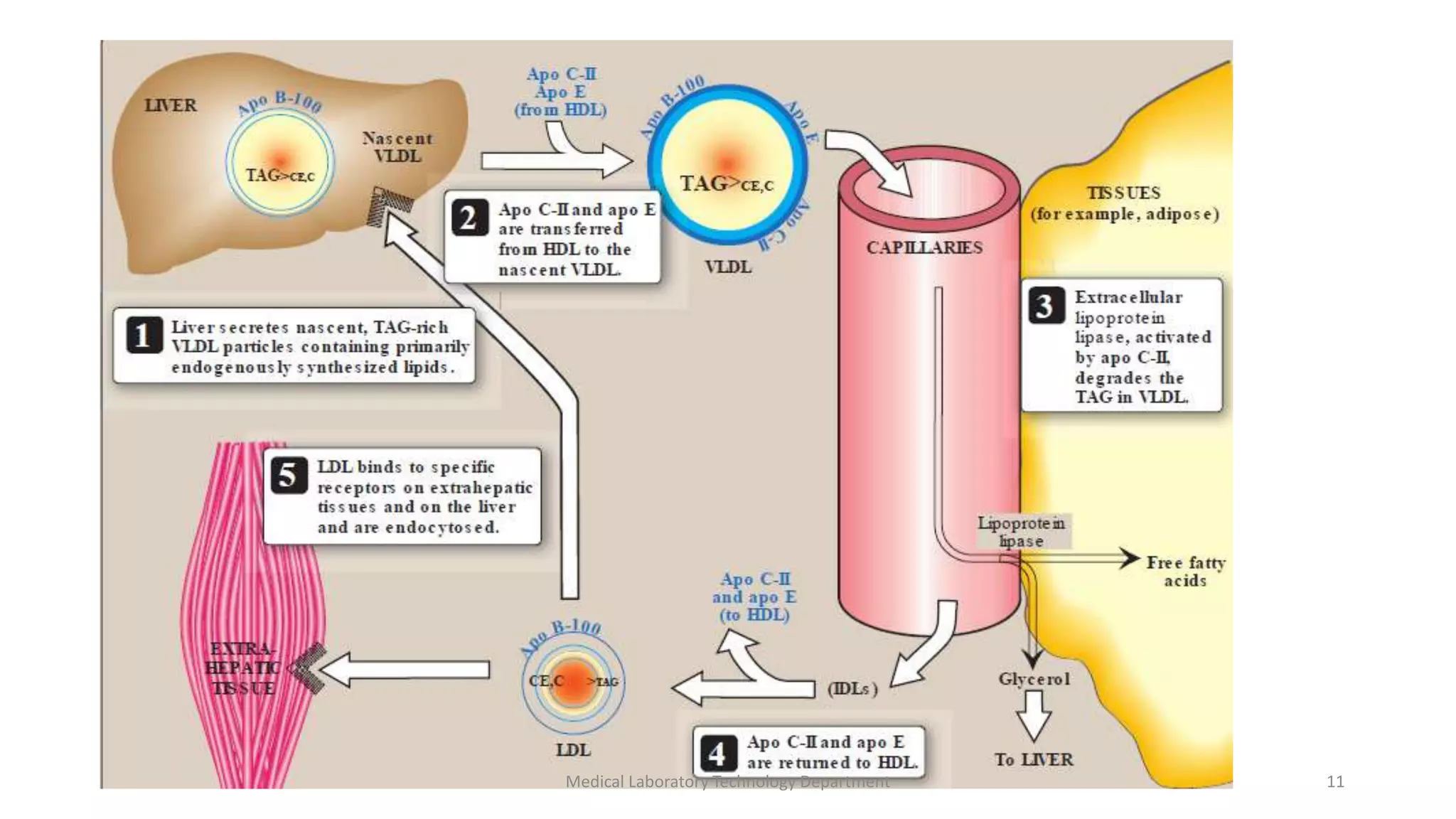 Medical Laboratory Technology Department 11
 