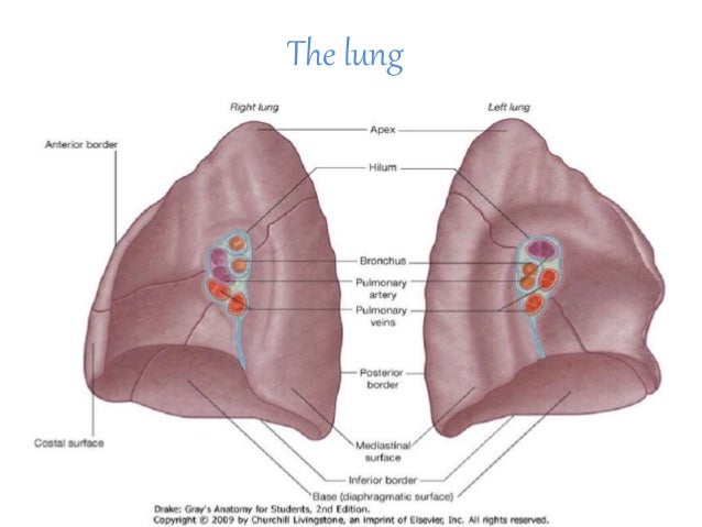 Anatomy of the lung