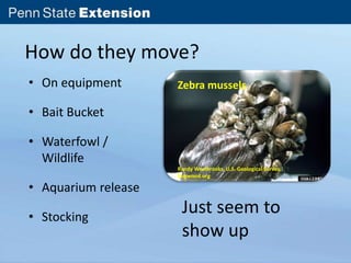 How do they move? 
• On equipment 
• Bait Bucket 
• Waterfowl / 
Wildlife 
• Aquarium release 
Zebra mussels 
Randy Westbrooks, U.S. Geological Survey, 
Bugwood.org 
• Stocking Just seem to 
show up 
 