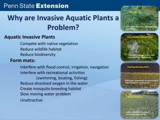 Why are Invasive Aquatic Plants a 
Problem? 
Aquatic Invasive Plants 
Compete with native vegetation 
Reduce wildlife habitat 
Reduce biodiversity 
Form mats: 
Interfere with flood control, irrigation, navigation 
Interfere with recreational activities 
(swimming, boating, fishing) 
Reduce dissolved oxygen in the water 
Create mosquito breeding habitat 
Slow moving water problem 
Unattractive 
Hydrilla 
USDA APHIS PPQ Archive, USDA APHIS PPQ, 
Bugwood.org 
Parrotfeather Watermilfoil 
Utah State University Archive, Utah 
State University, Bugwood.org 
Floating Bleeding Heart 
Rob Andress, Department of Conservation & 
Natural Resources, Bugwood.org 
Water Chestnut 
Leslie J. Mehrhoff, University of 
Connecticut, Bugwood.org 
 
