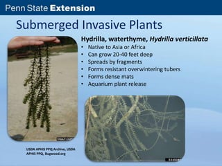 Submerged Invasive Plants 
USDA APHIS PPQ Archive, USDA 
APHIS PPQ, Bugwood.org 
Hydrilla, waterthyme, Hydrilla verticillata 
• Native to Asia or Africa 
• Can grow 20-40 feet deep 
• Spreads by fragments 
• Forms resistant overwintering tubers 
• Forms dense mats 
• Aquarium plant release 
 