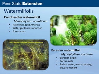 Watermilfoils 
Parrotfeather watermilfoil 
Myriophyllum aquaticum 
• Native to South America 
• Water garden introduction 
• Forms mats 
John M. Randall, The Nature 
Conservancy, Bugwood.org 
Eurasian watermilfoil 
Myriophyllum spicatum 
• Eurasian origin 
• Forms mats 
• Ballast water, worm packing, 
aquarium plant 
Leslie J. Mehrhoff, University of Connecticut, Bugwood.org 
 